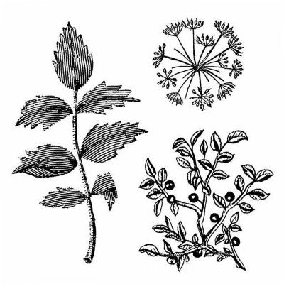Pečiatka, Stamperia, 10 x 10 cm, Herbarium