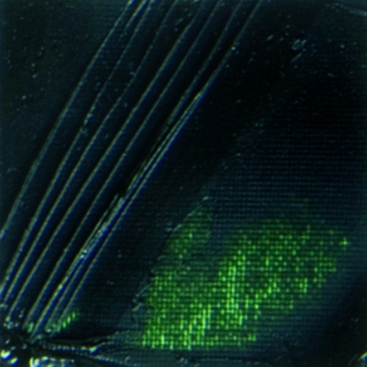 Studio XL 200 ml, 17 Sap green